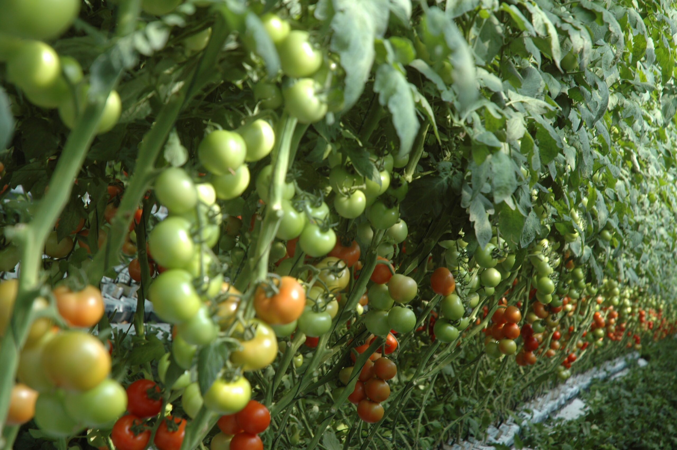 κηπευτικά ντομάτες καλλιέργεια
